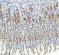 Anti-TRIM25 Monoclonal Antibody